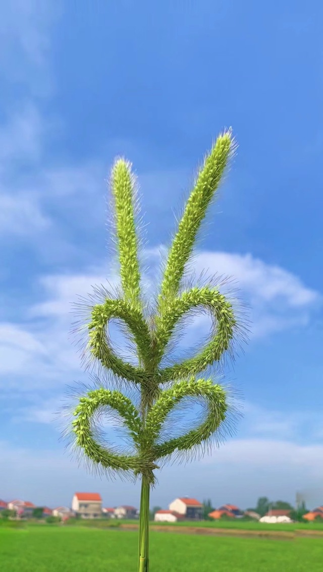 清新夏天